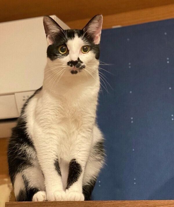 見つめるホーリーくん