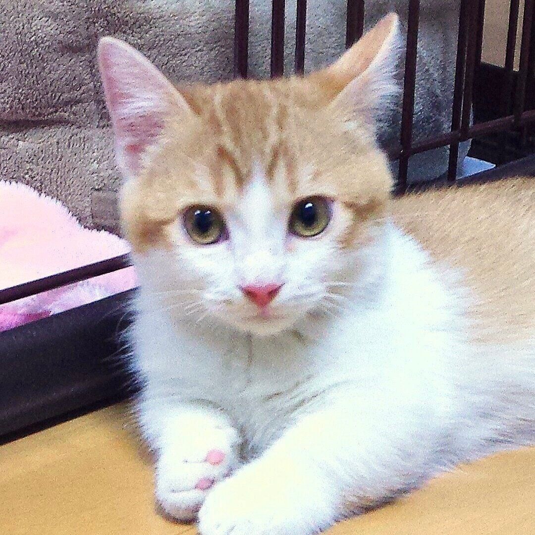 お迎えしたばかりのころのDecoくん（撮影時、生後3カ月）。