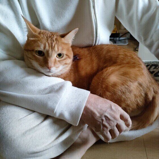 ひざに乗るねこ