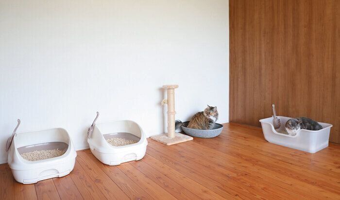 2匹の猫と3つの猫トイレ