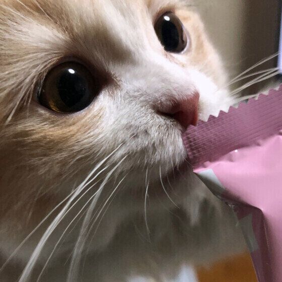 スコティッシュフォールド・ロングヘアのマリンくん