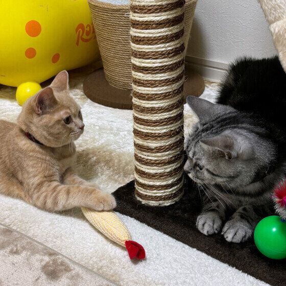 ブリティッシュショートヘアのまんてんくんたち