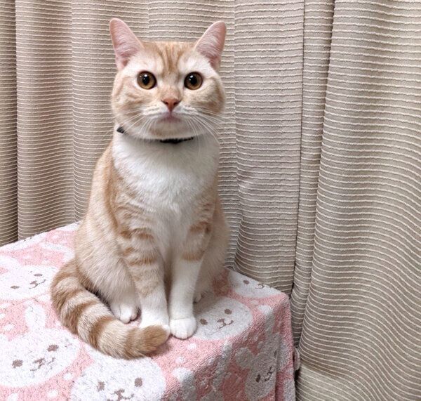 見つめるういろちゃん