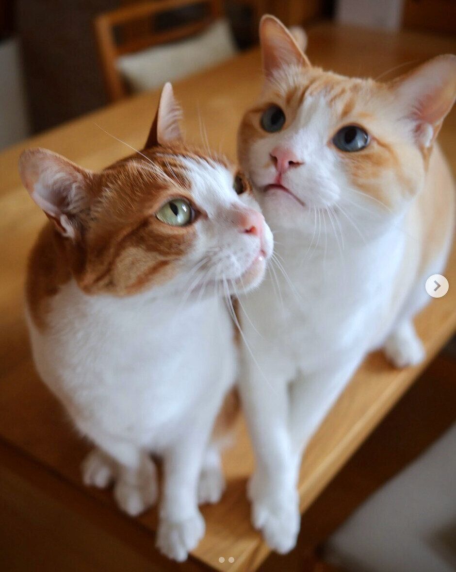 ソワソワする樂くん、雅くん