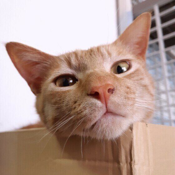 段ボール箱に入る猫