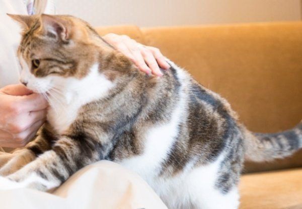 涼しくなってくると、猫の行動に変化が表れます