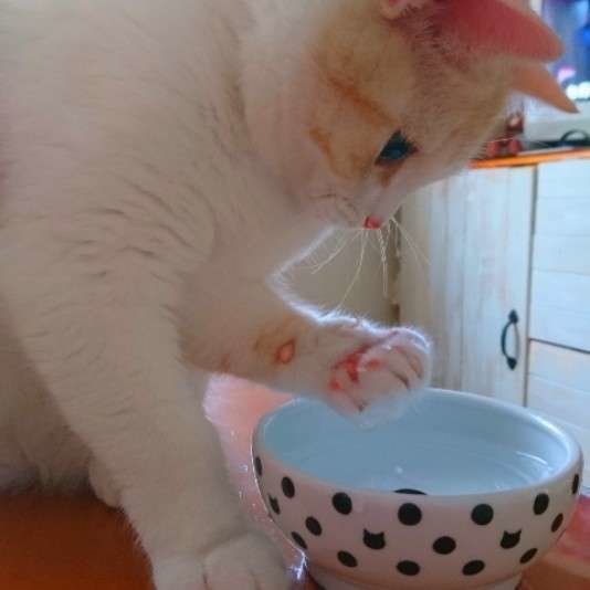 お水キャッチしているマンチカン