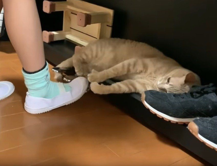 ピアノの邪魔をする猫