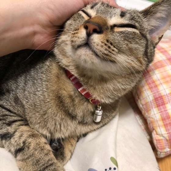 撫でてもらう猫