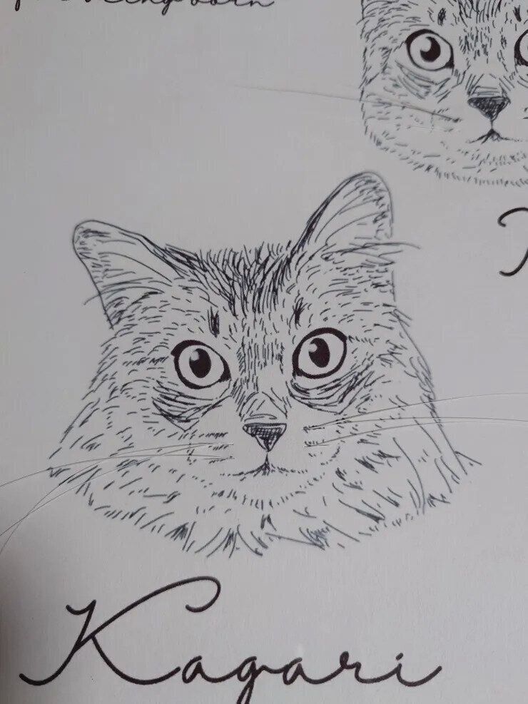 アップ　猫ひげストックイラスト