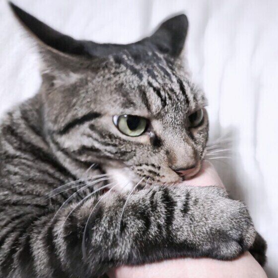 手をカジカジするハロくん