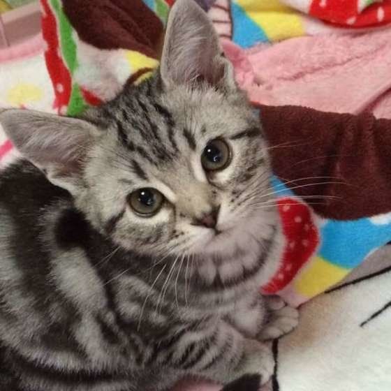 上目遣いがキュートなアメリカンショートヘアのソラちゃん♪