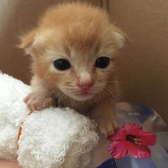 タオルに片足をのせる子猫