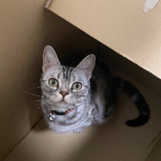 アメリカンショートヘアのスプライトちゃん