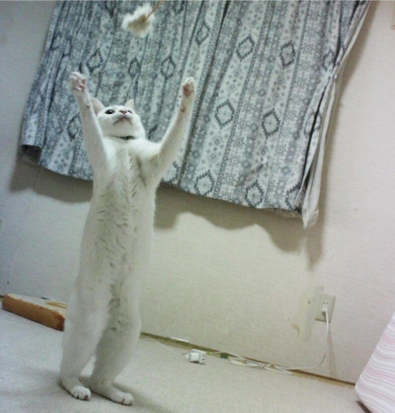 まるで人のように立つリリーちゃん