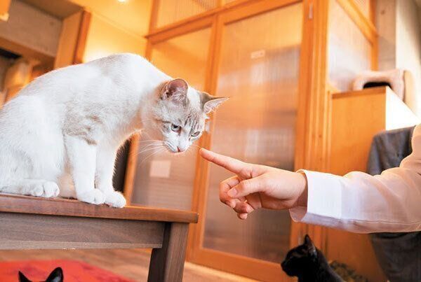 猫を誘導する飼い主さん