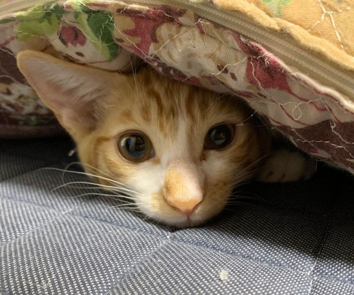 お迎え当時、生後約3カ月のこなつくん