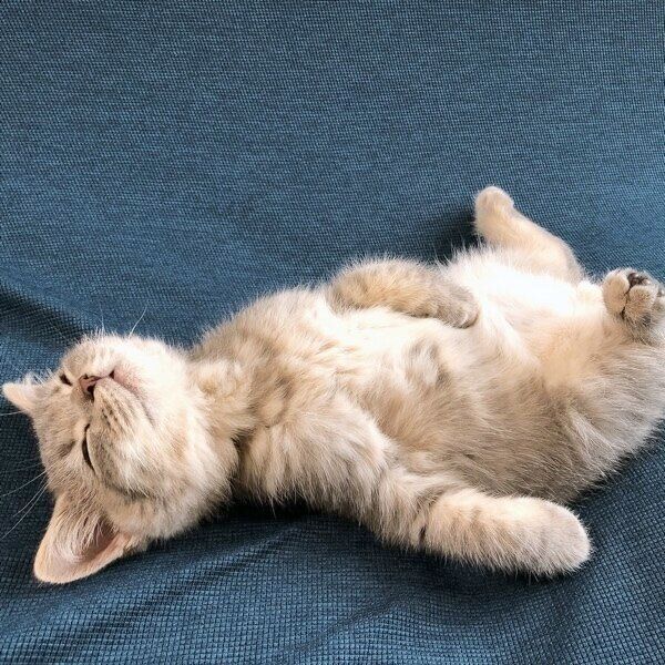 子猫時代からヘソ天をしていた凛太郎くん