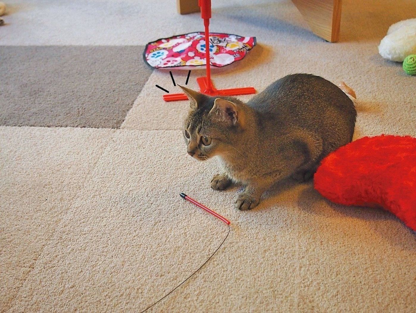 猫を リラックス させるらしいアレ 本当に効く ねこのきもちweb Magazine 猫を リラックス させるらしいアレ 本当に効く ねこのきもちweb Magazine