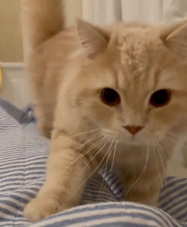 飼い主さんの体の上でふみふみするつきみくん