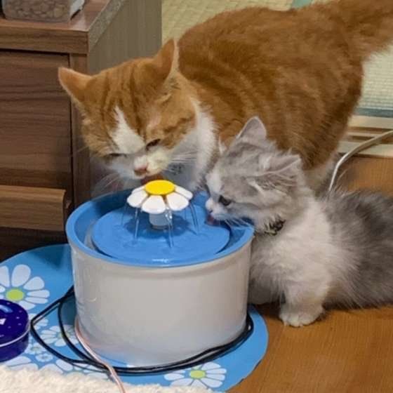 給水器で水を飲む2匹の猫