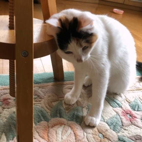  チャーミーちゃんのスリスリ