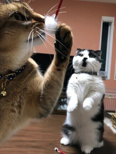 おもちゃで遊ぶ猫2匹