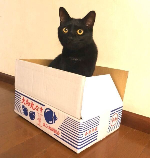 箱の中に入るくろのすけくん
