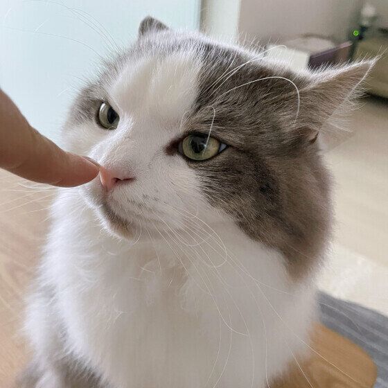 指に鼻をくっつける猫