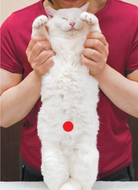 猫の食欲不振に効くツボ