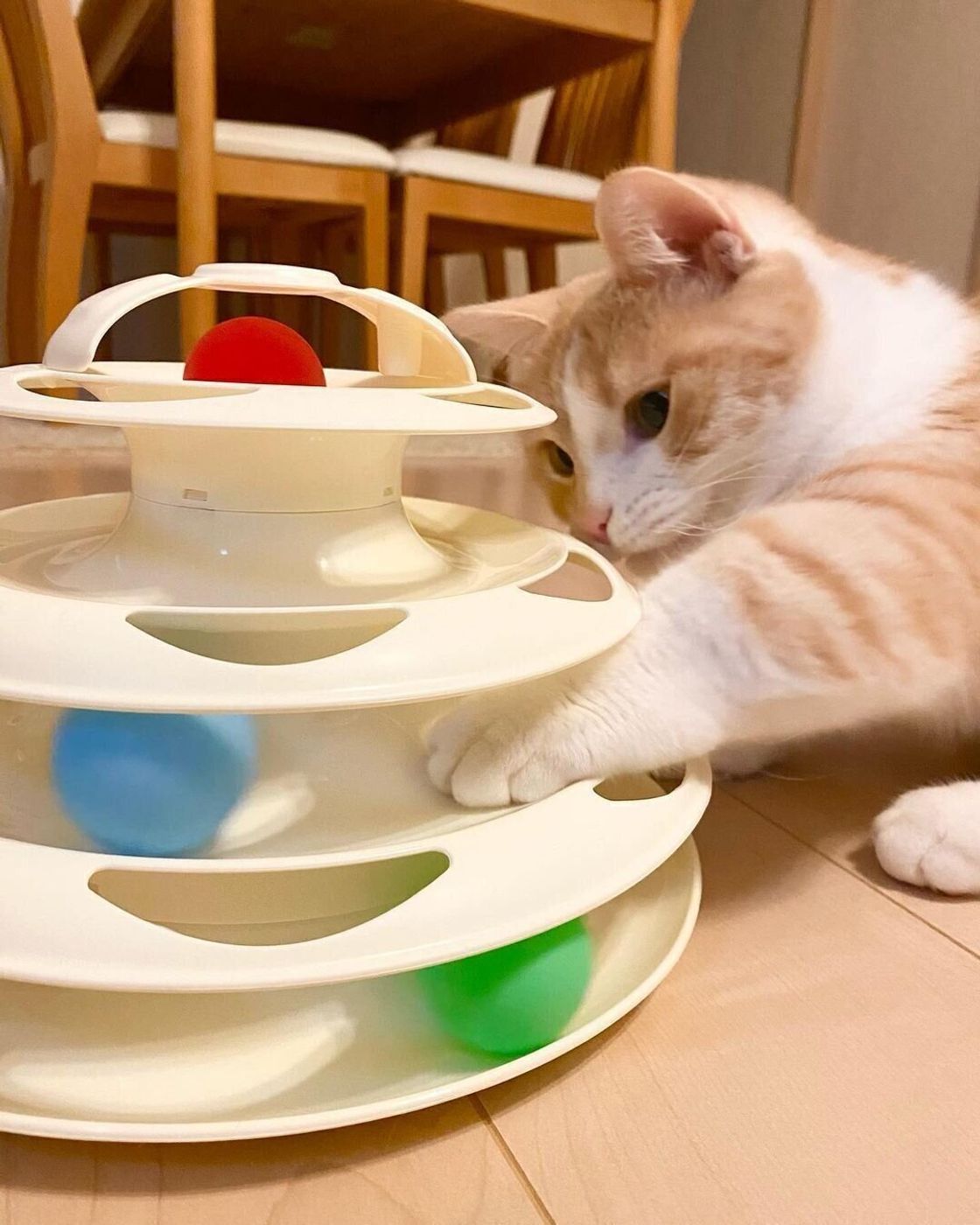 遊んでいる姿がかわいすぎ Snsで話題のスリコ キャットボールトイ ねこのきもちweb Magazine 遊んでいる姿がかわいすぎ Snsで話題のスリコ キャットボールトイ ねこのきもちweb Magazine