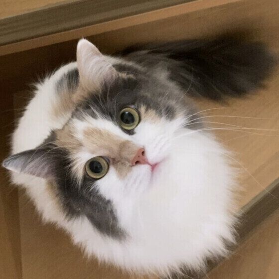 見上げるラグドールMIXのメロウちゃん