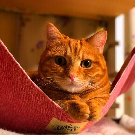 見つめるマンチカン