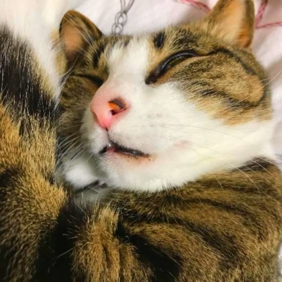 爆睡するキジトラ