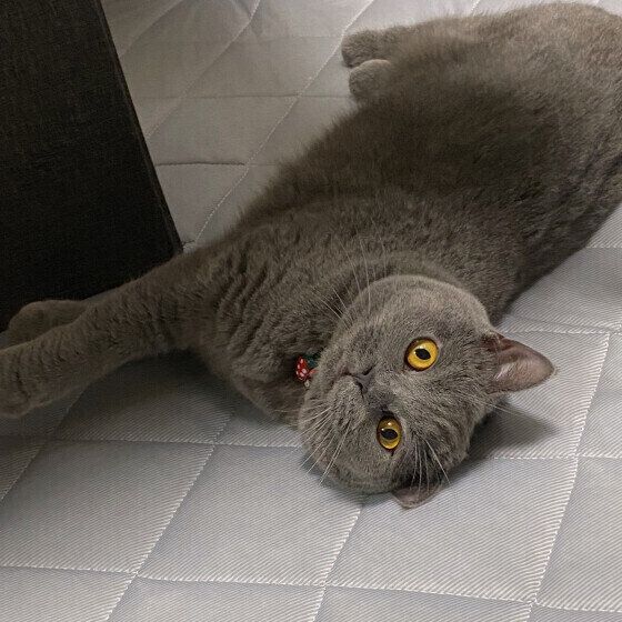 ブリティッシュショートヘアのまるちゃん