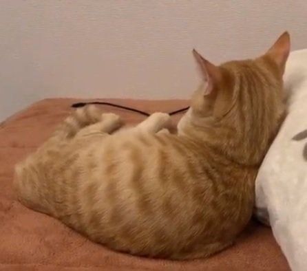 布団でくつろぐ子猫