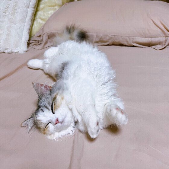 マンチカン・ロングヘアのめるちゃん♪