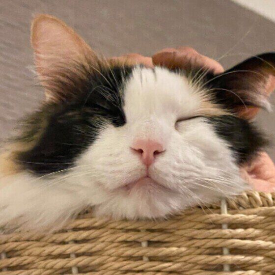 嬉しそうなみぃちゃん