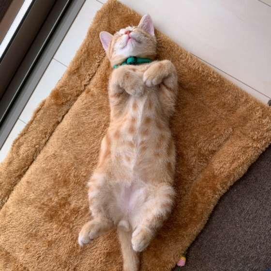 ヘソ天するアメリカンショートヘア