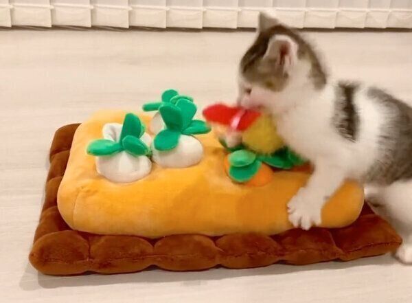 おもちゃの「えび天」を掴むセロイくん