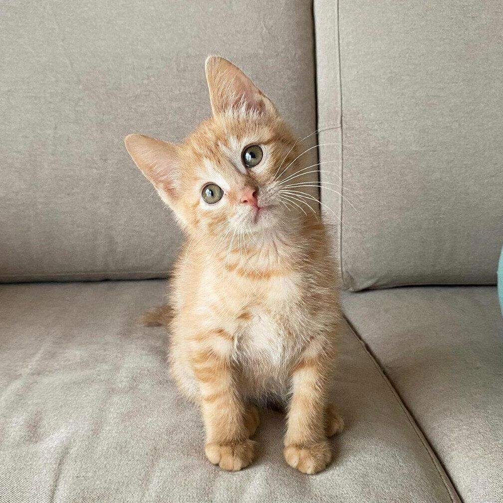 飼い主さんの家に来たころのちくわくん