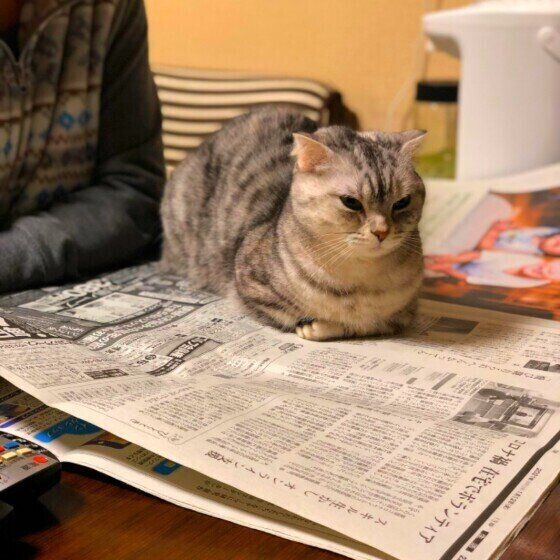 マンチカンのこまめちゃん