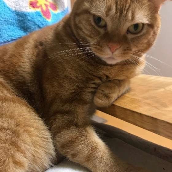 見つめるスコティッシュフォールド