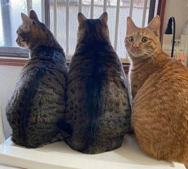 3匹仲良く並ぶもずく酢ちゃん、こんぶくん、ちくわくん。