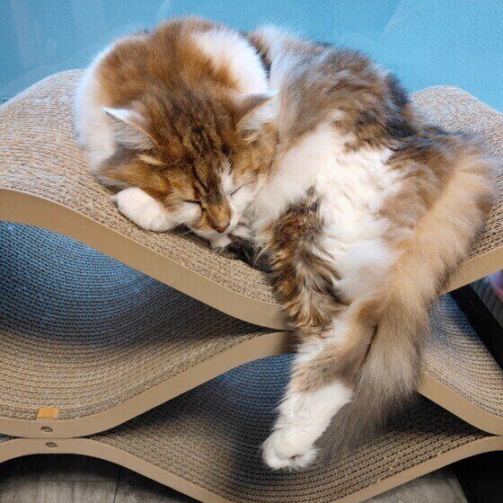 サイベリアンのテンくん