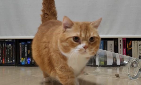 足が短くて飼い主さんに助けを求めるマンチカン