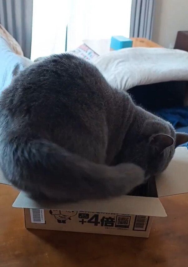 体の向きを変えるブリティッシュショートヘア