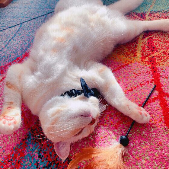 アメリカンショートヘアのそらくん