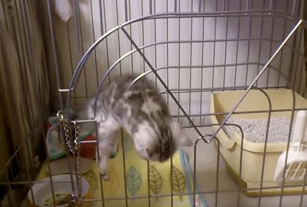 ケージの中の猫