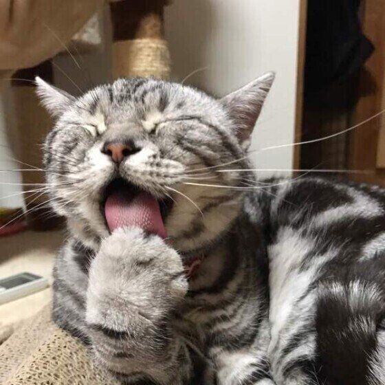 ソラ　アメショー　舐める